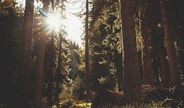 Foto da floresta